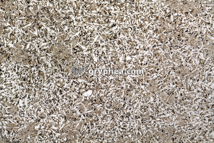 Roche magmatique non déterminée (Dolérite - Microgabbro) LPNA x2 - gryphea.org